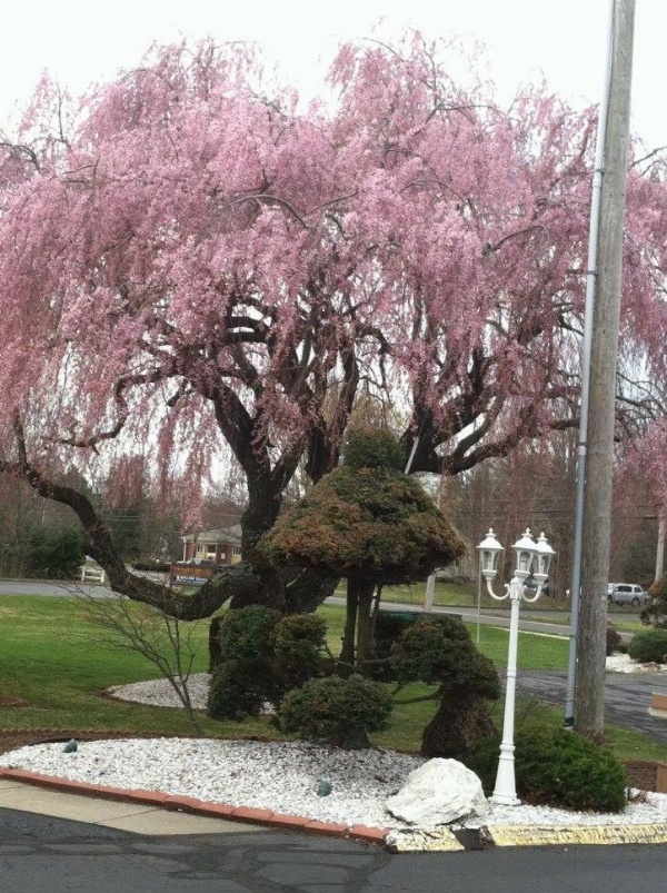 Cheshire Welcome Inn image 4