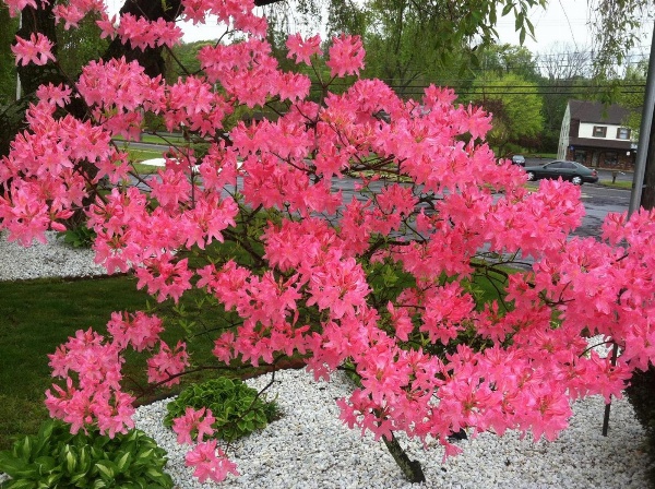 Cheshire Welcome Inn image 6